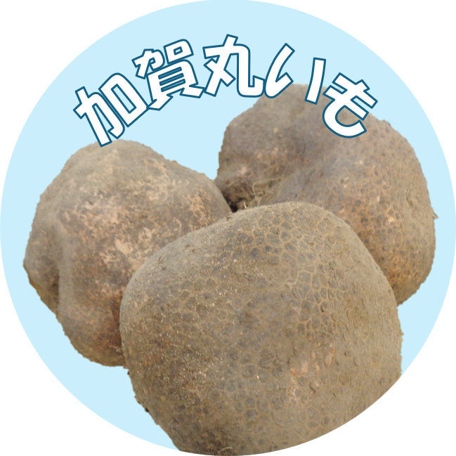 加賀丸いもの画像