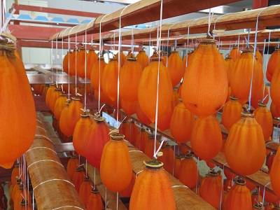 乾燥が進み縮んできている様子