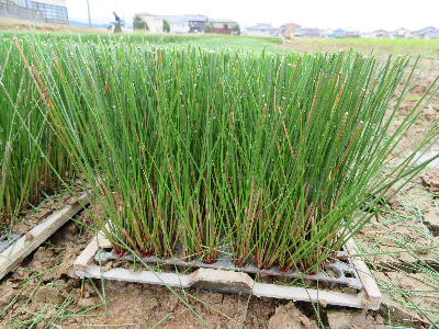 植え付け前の苗