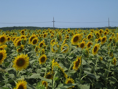 ひまわり畑