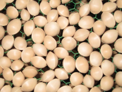 天日干しされた銀杏