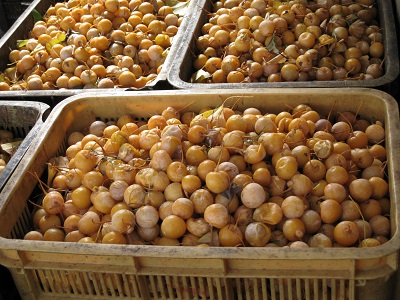 収穫された銀杏