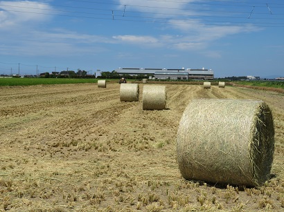 ロールになったWCS用稲
