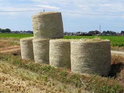 集められたWCS用稲