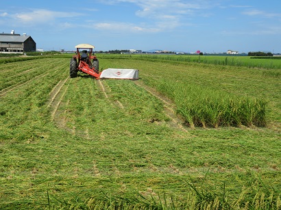 WCS用稲の刈り取り風景