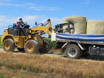 トラックに積んで畜舎に運搬