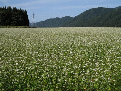 満開のそば畑
