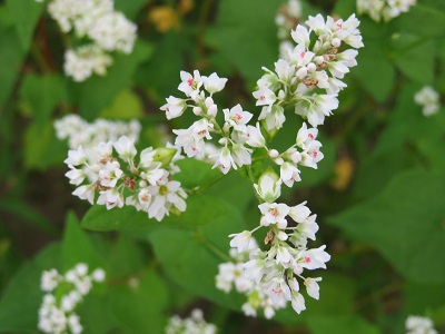 そばの花