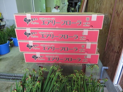 箱詰めされ、関東、関西等に出荷されます