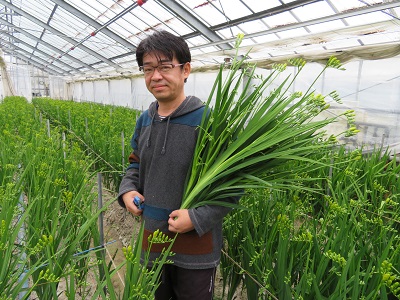 ハウス内の収穫作業の様子