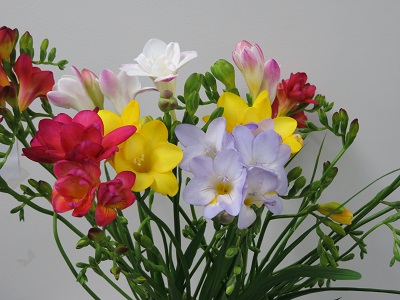 エアッド、エアリーイエロー、エアリーパープル、エアリーピーチ等各種の花