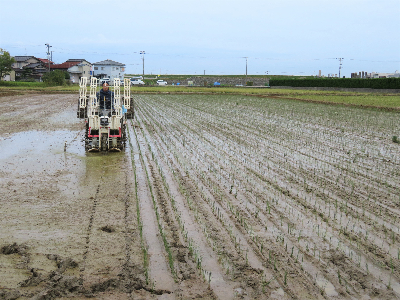 田植え