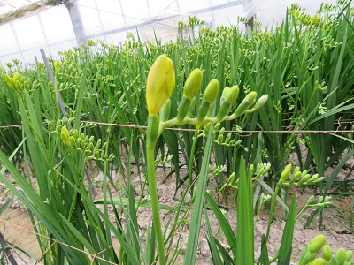 ふくらみつぼみの状態が収穫時期