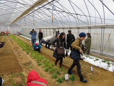 ビニールハウス内の様子