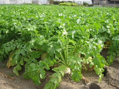 だいこん畑の様子
