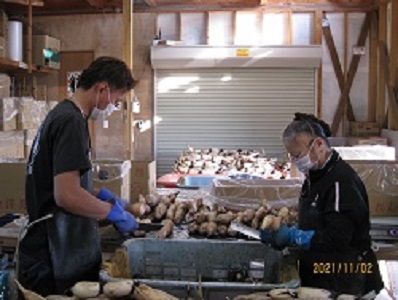 れんこんの選果作業