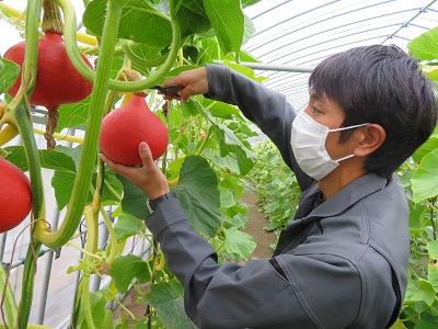 収穫する菓子田さん