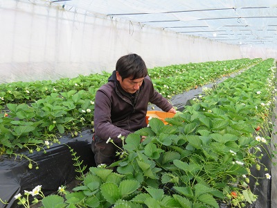 いちご収穫の様子(滝本取締役社長)