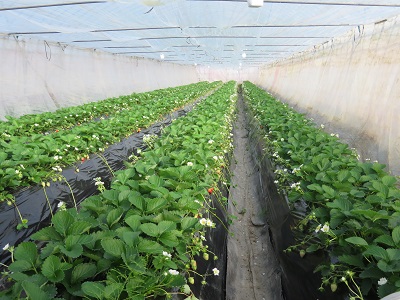 ハウス内の様子