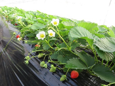 赤く色づいた収穫前のいちご