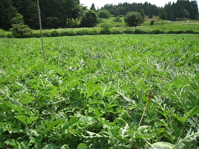 一面に広がるすいか畑