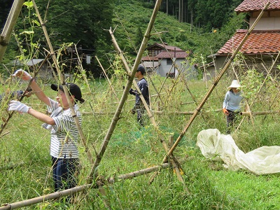 在来種のキュウリの棚を片付けている様子