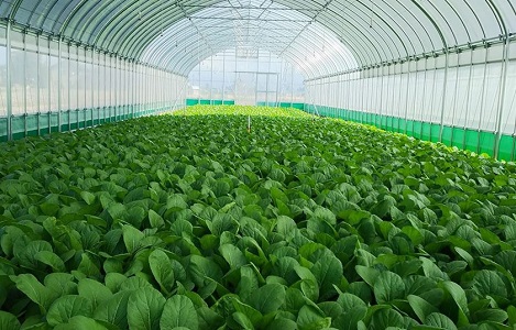 各川さんのハウス内で生育した小松菜の写真