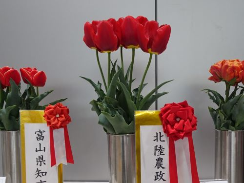 第55回富山県チューリップ切花品評会 北陸農政局長賞受賞「とやまレッド」（中央）