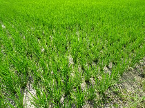 有機JAS米を栽培している様子