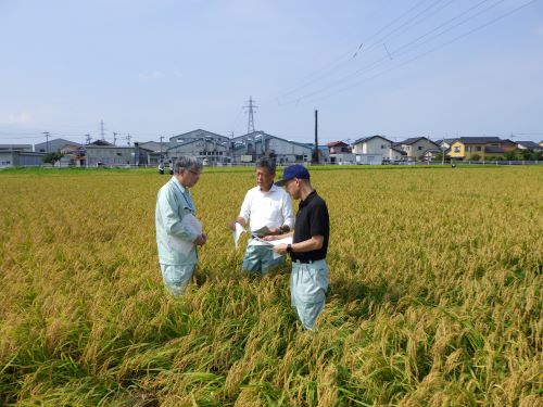 穂数、もみ数確認の様子