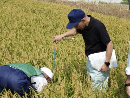 刈取りの実施を確認する植野局長