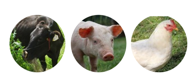 牛、豚、鶏の画像