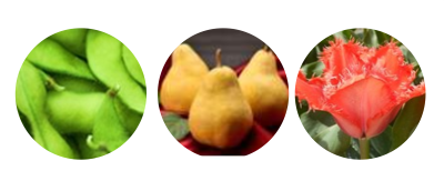 野菜、果樹、花きの画像