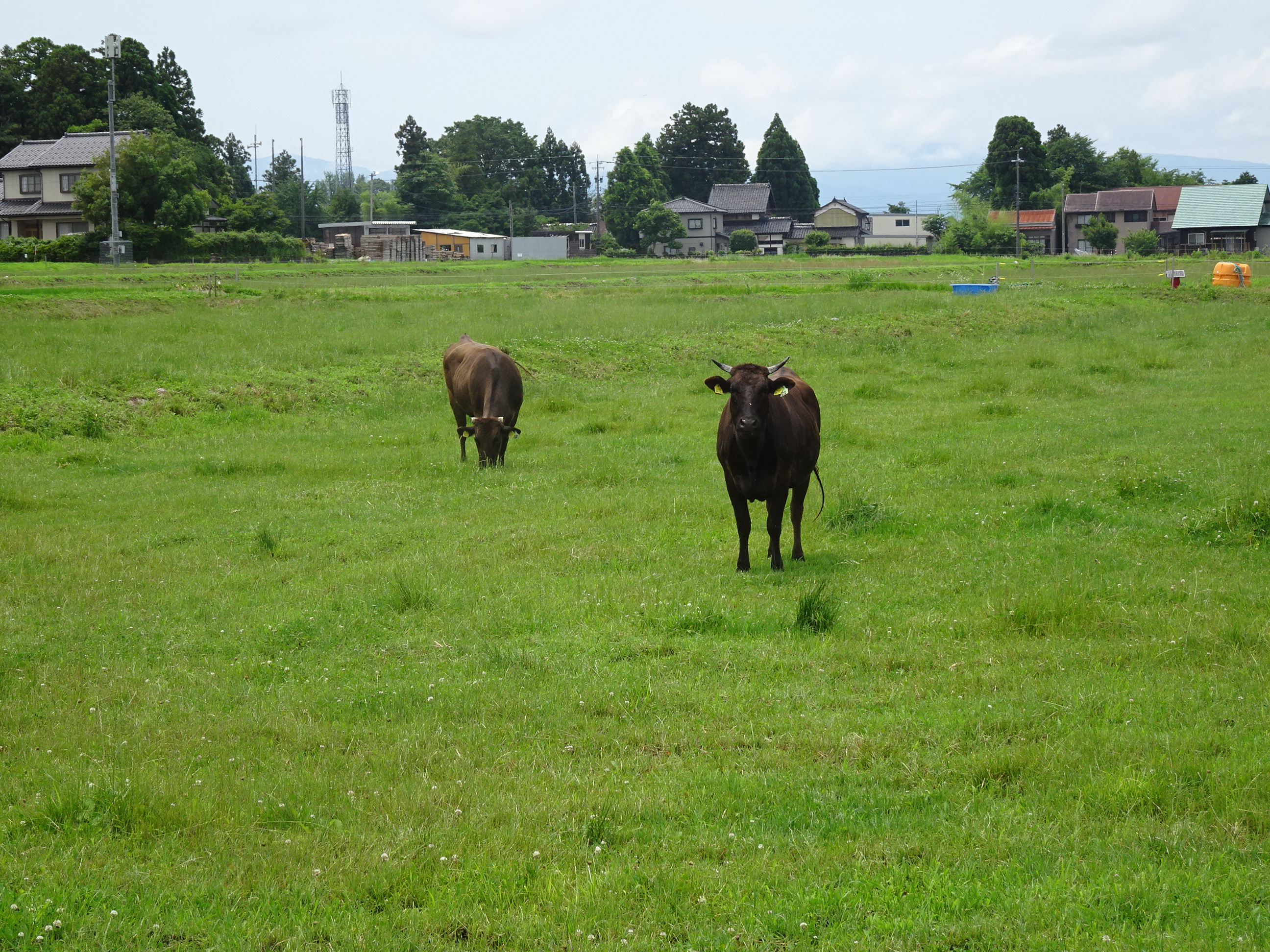 放牧されている牛