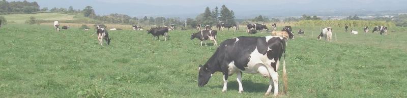 放牧地で草を食む乳牛