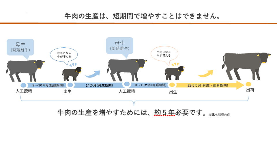 肉用牛のライフサイクル