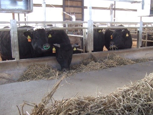 牛舎で草を食べる牛の画像