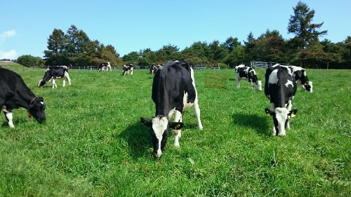 公共牧場での放牧の様子