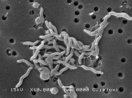 カンピロバクターの画像