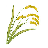 稲穂のイラスト