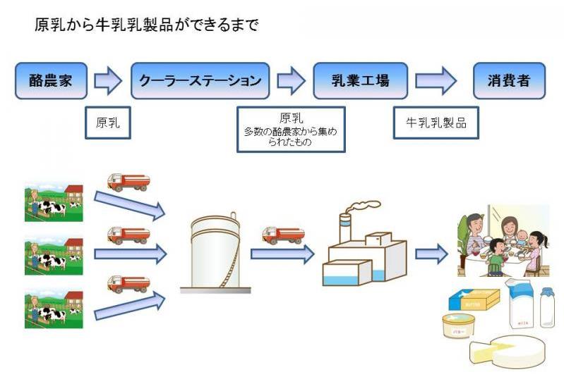 個々の酪農家で生産された原乳をクーラーステーションや乳業工場で集め、牛乳・乳製品を製造しています。