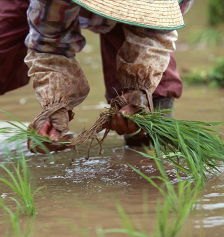 イネの手植え中の写真
