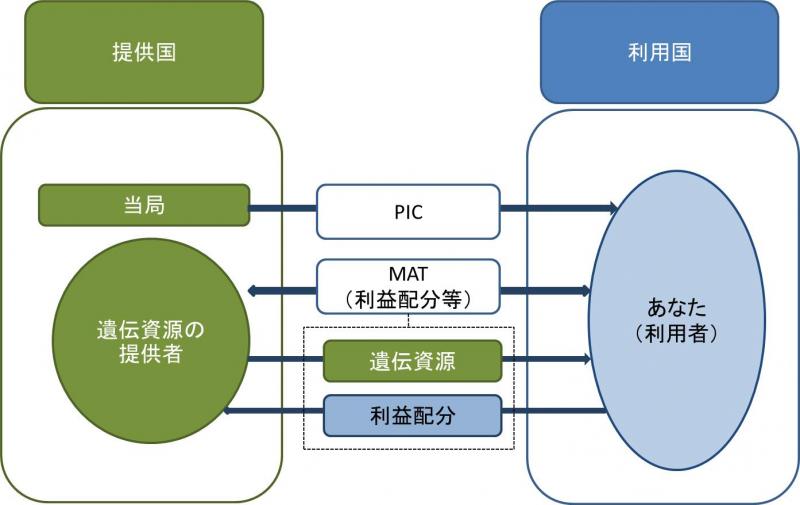 生物多様性条約が定めるルールを示した図