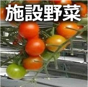 施設野菜