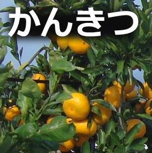 かんきつ