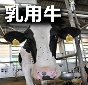 乳用牛