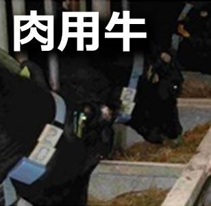 肉用牛