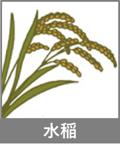 水稲