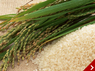 icon_rice.jpg