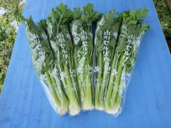 GI登録「山形セルリー」
